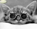 CAT A LUNETTE